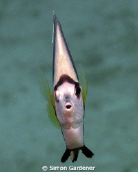 long fin bannerfish by Simon Gardener 